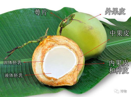 预开口椰子或成2023最危险食品