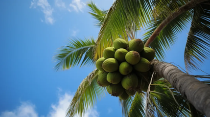 品味椰香，健康相伴——椰子食品消费提示